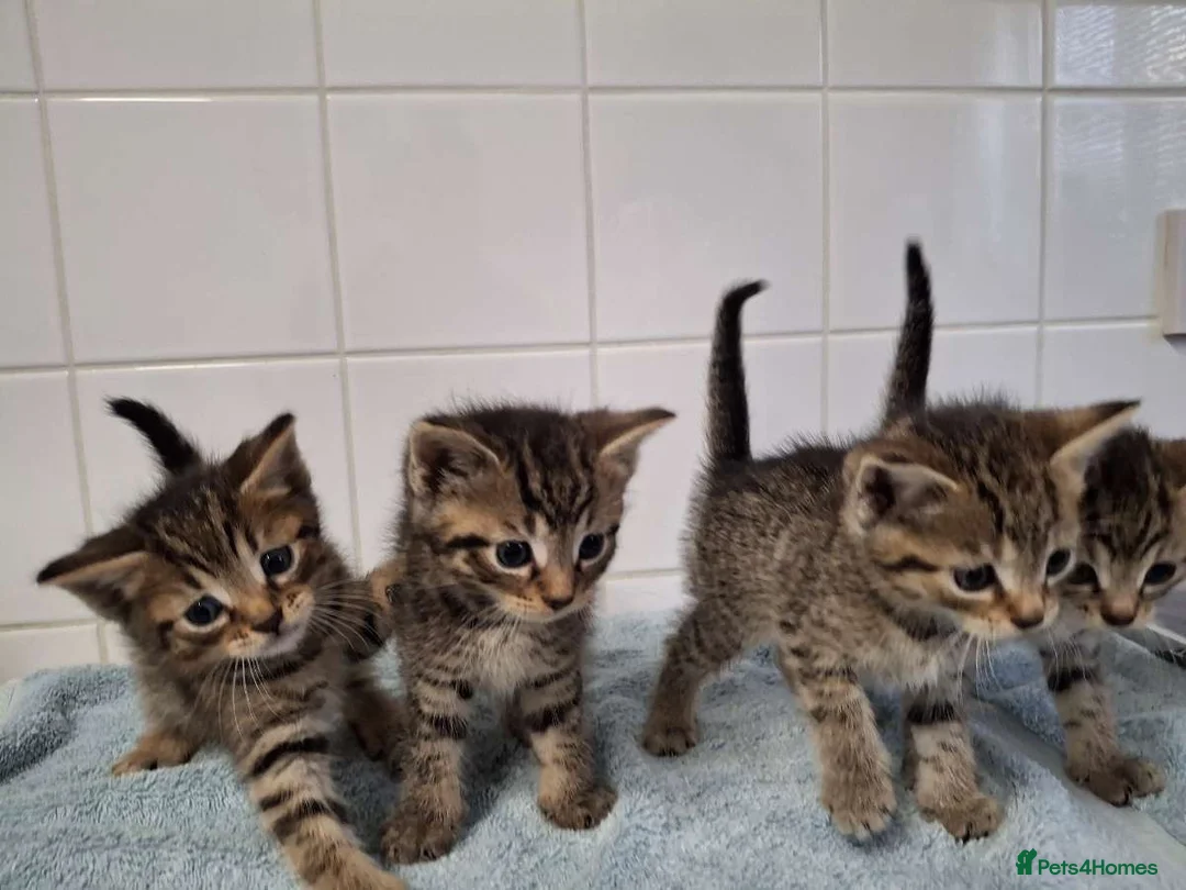 British Shorthair cats for sale: pure tabby kittens - Advert 1