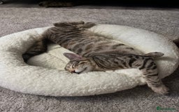 Mixed Breed cats for sale: 🐾 Three Beautiful Cats Looking for Loving Homes  - Image 5