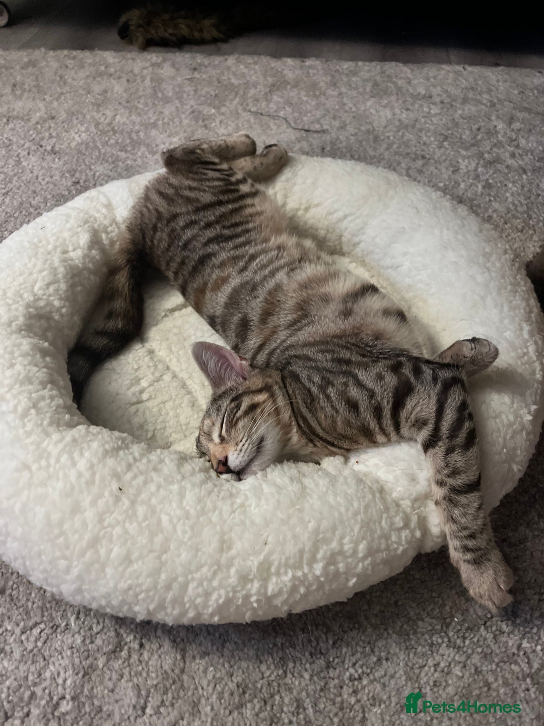 Mixed Breed cats for sale: 🐾 Three Beautiful Cats Looking for Loving Homes  - Image 5