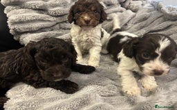 Cockapoo dogs for sale: 2 male cockapoo puppies  - Image 1