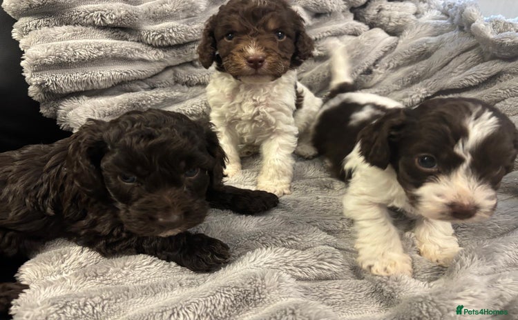 Cockapoo dogs - Advert 14
