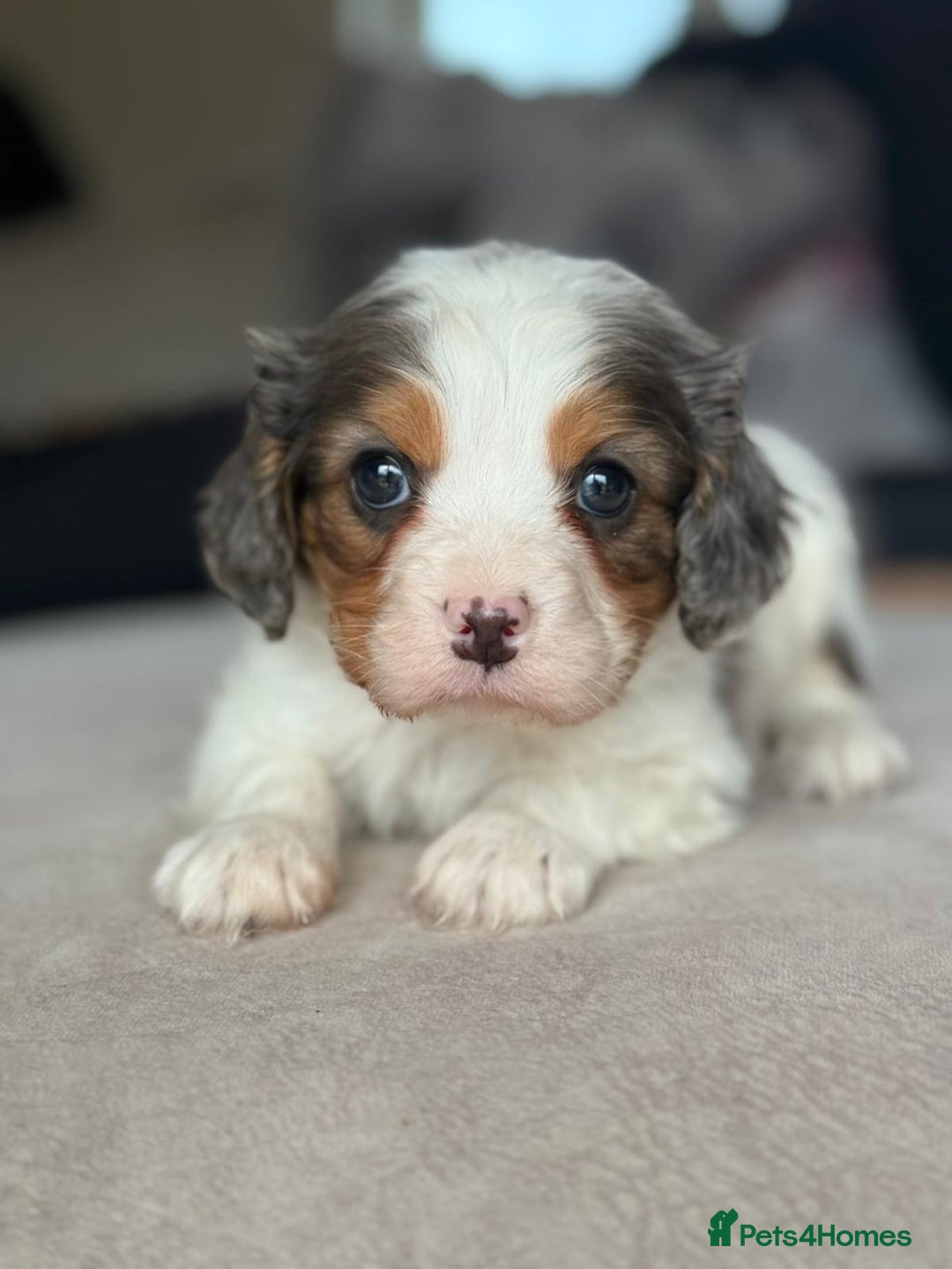 Cavapoo dogs for sale: Stunning quality Cavapoos ready December  - Advert 4