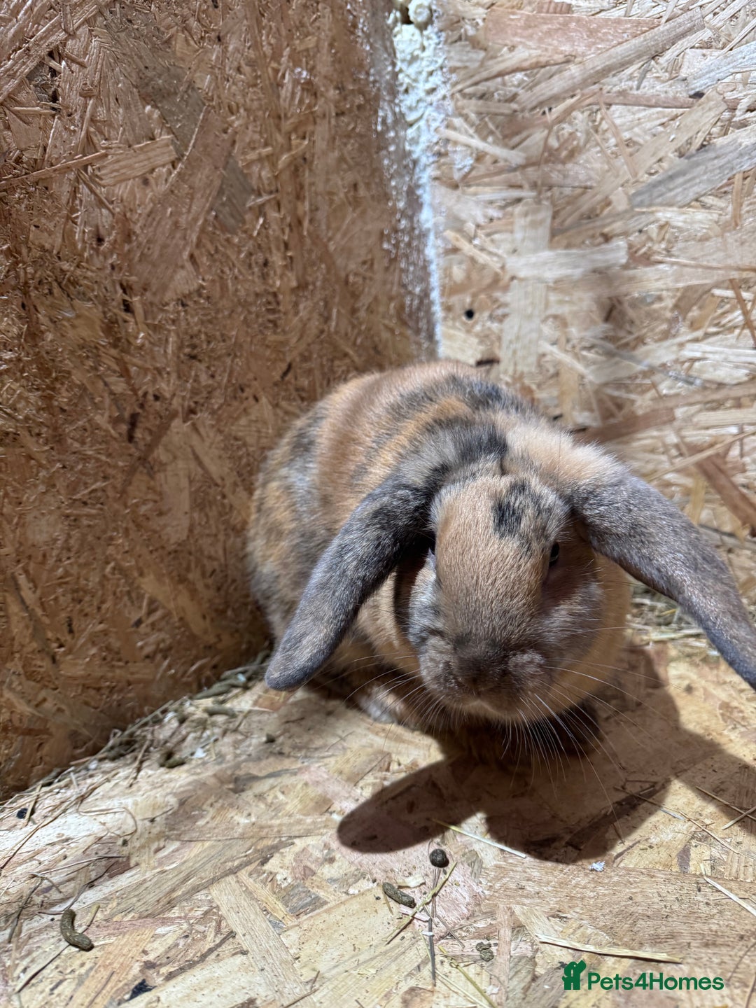 Mini Lop rabbits for sale: Rabbits for sale  - Advert 3