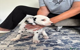 Dalmatian dogs for sale:  Beautiful Dalmatian puppies  - Image 4