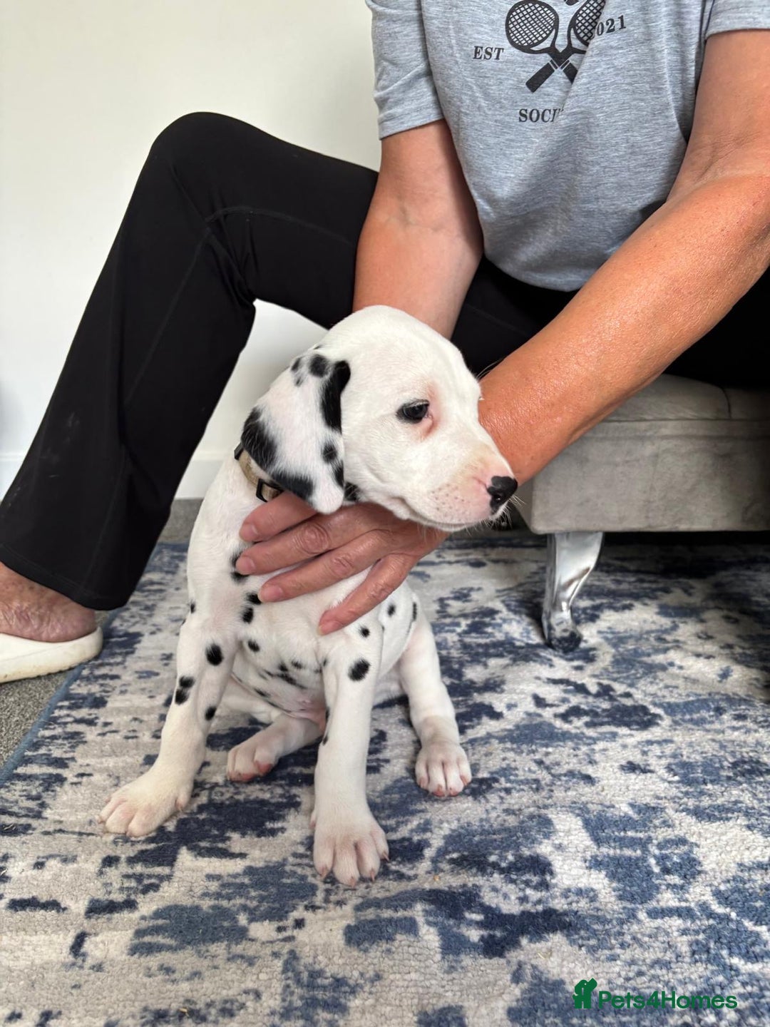 Dalmatian dogs for sale:  Beautiful Dalmatian puppies  - Image 4