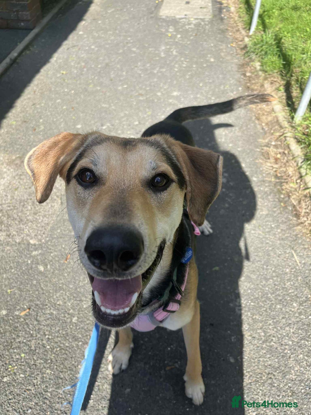Mixed Breed dogs for adoption: Caleb – I year old, Handsome Hound Mix Boy 💙 - Image 10