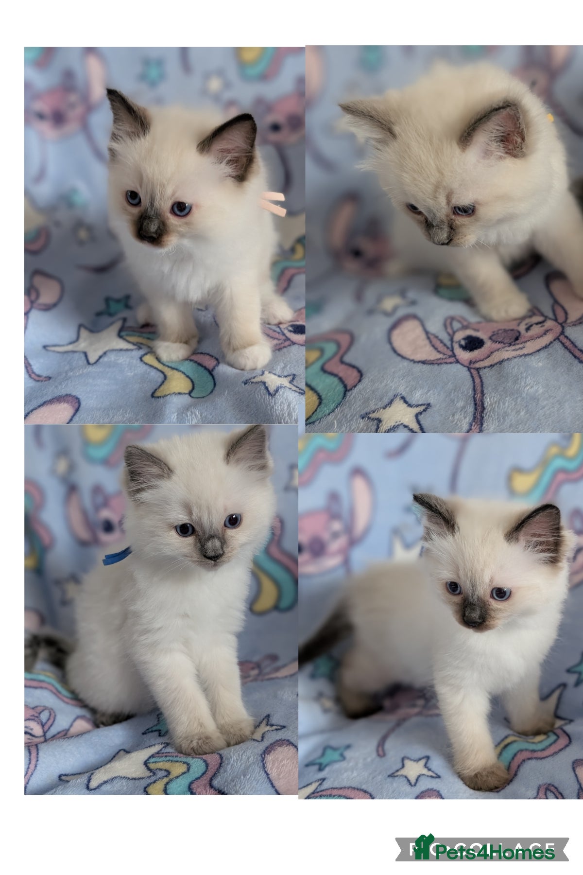 Ragdoll cats Beautiful Ragdoll Kittens  - Advert 10