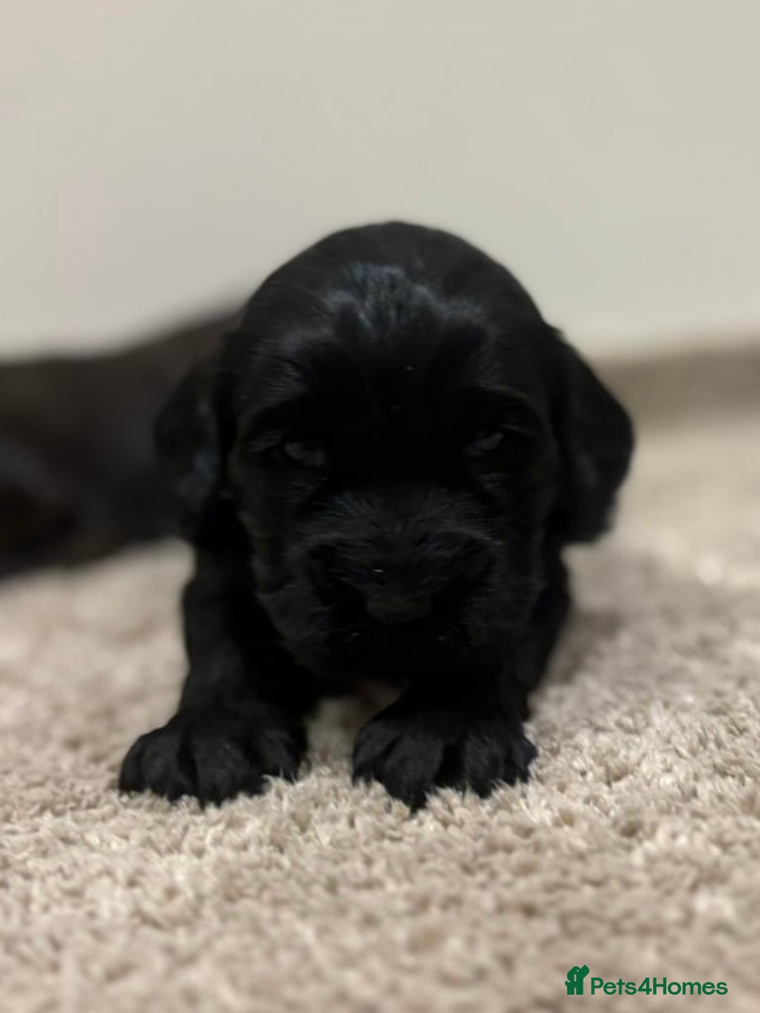 Cockapoo dogs for sale: Stunning cockapoo girls with health tested parents - Advert 4