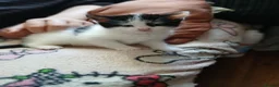 Mixed Breed cats for sale: Beautiful adorable little kitten - Advert 26