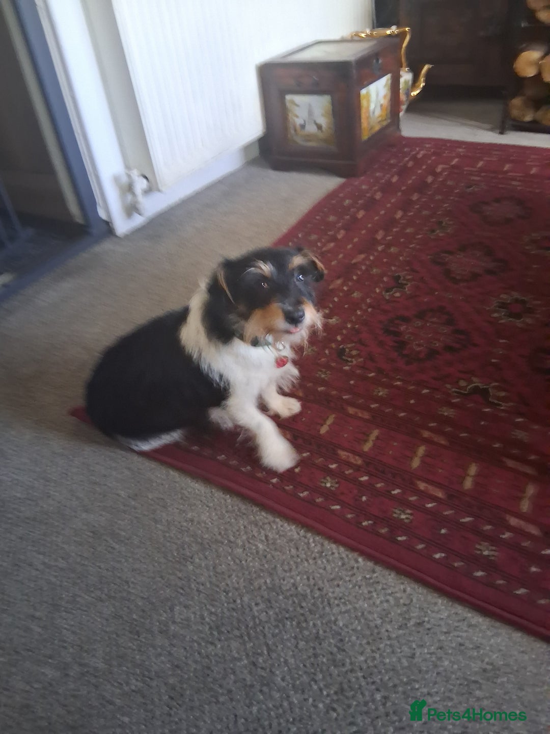 Jack Russell dogs for sale: Jack Russell puppies - Advert 1