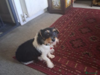 Jack Russell dogs Jack Russell puppies - Advert 1