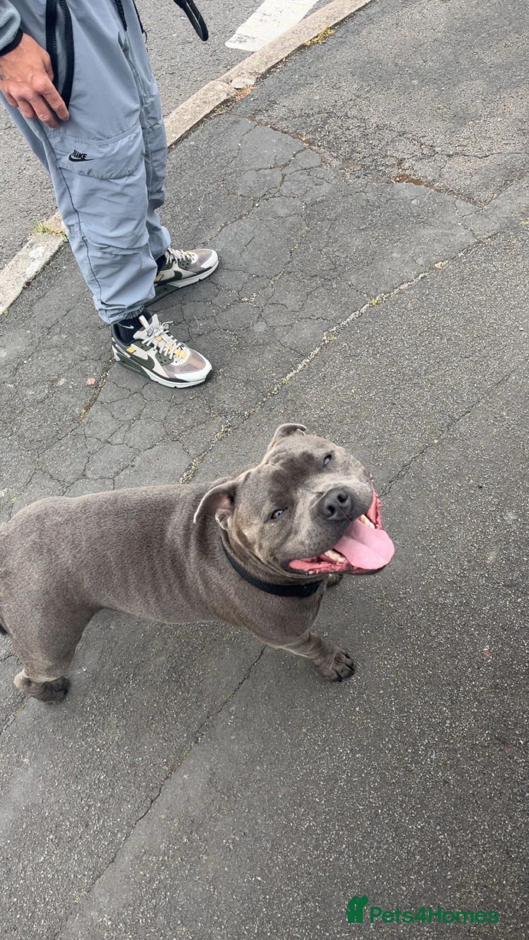 Staffordshire Bull Terrier dogs for stud: Bluey  - Advert 2