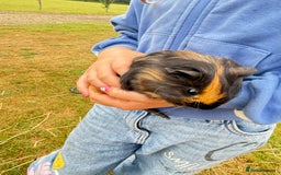 Guinea Pig rodents for sale: Baby Guinea pigs for sale  - Image 4