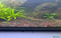 Shrimps fish for sale: Neocaridina Red Cherry Shrimp Mid Grade  - Image 1