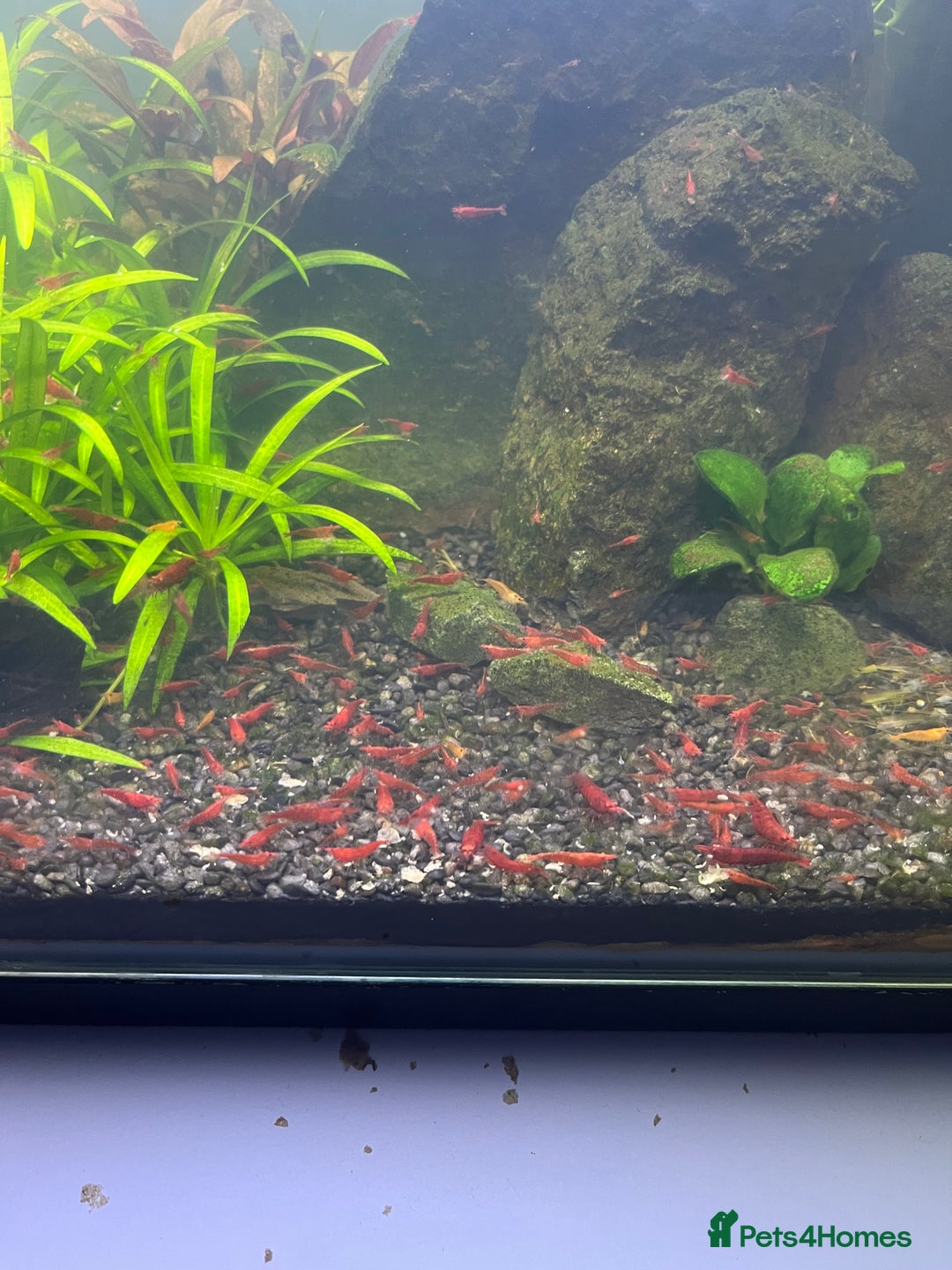 Shrimps fish for sale: Neocaridina Red Cherry Shrimp Mid Grade  - Image 1