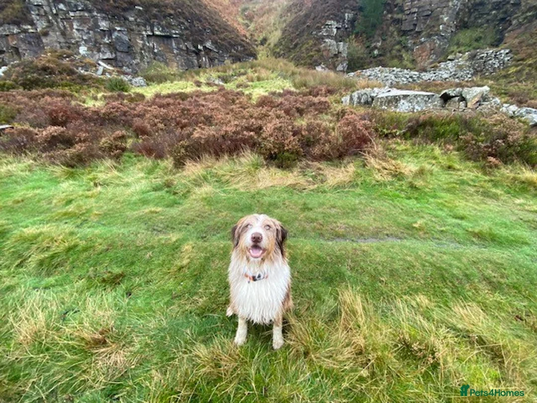 Mixed Breed dogs for sale: Beautiful Merle Collie Cross - Advert 4