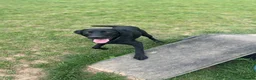 Labrador Retriever dogs for sale: Lab puppy for sale  - Advert 5