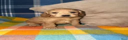 Cockapoo dogs for sale: 🧡💛💚Stunning Cockapoo Puppies - Ready 25th May - Advert 13