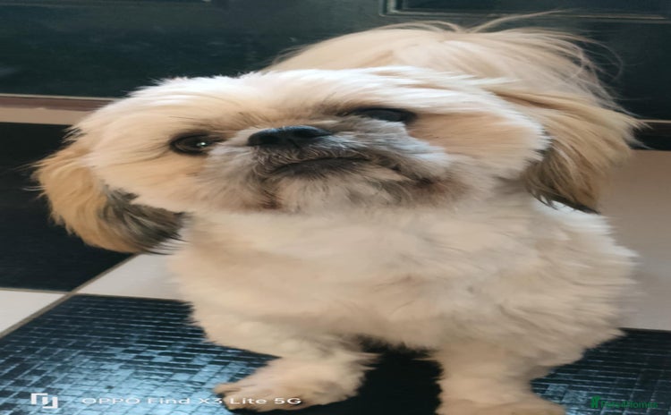 Shih Tzu dogs - Advert 3