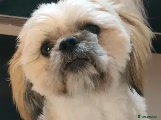 Shih Tzu dogs Stud, Shih-Tzu - Advert 6