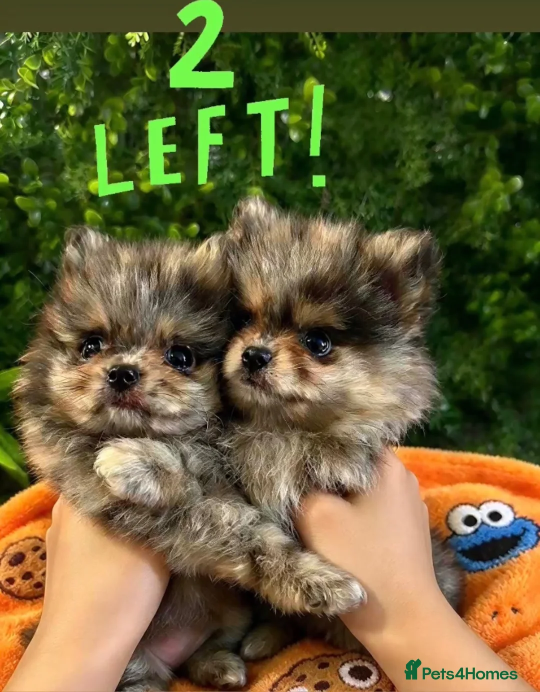 Pomeranian dogs for sale: 👀2 🐶 Left  ✨Four Mini Little Gems💎🐾🐶✨💜🧡🩶🤎 - Advert 2