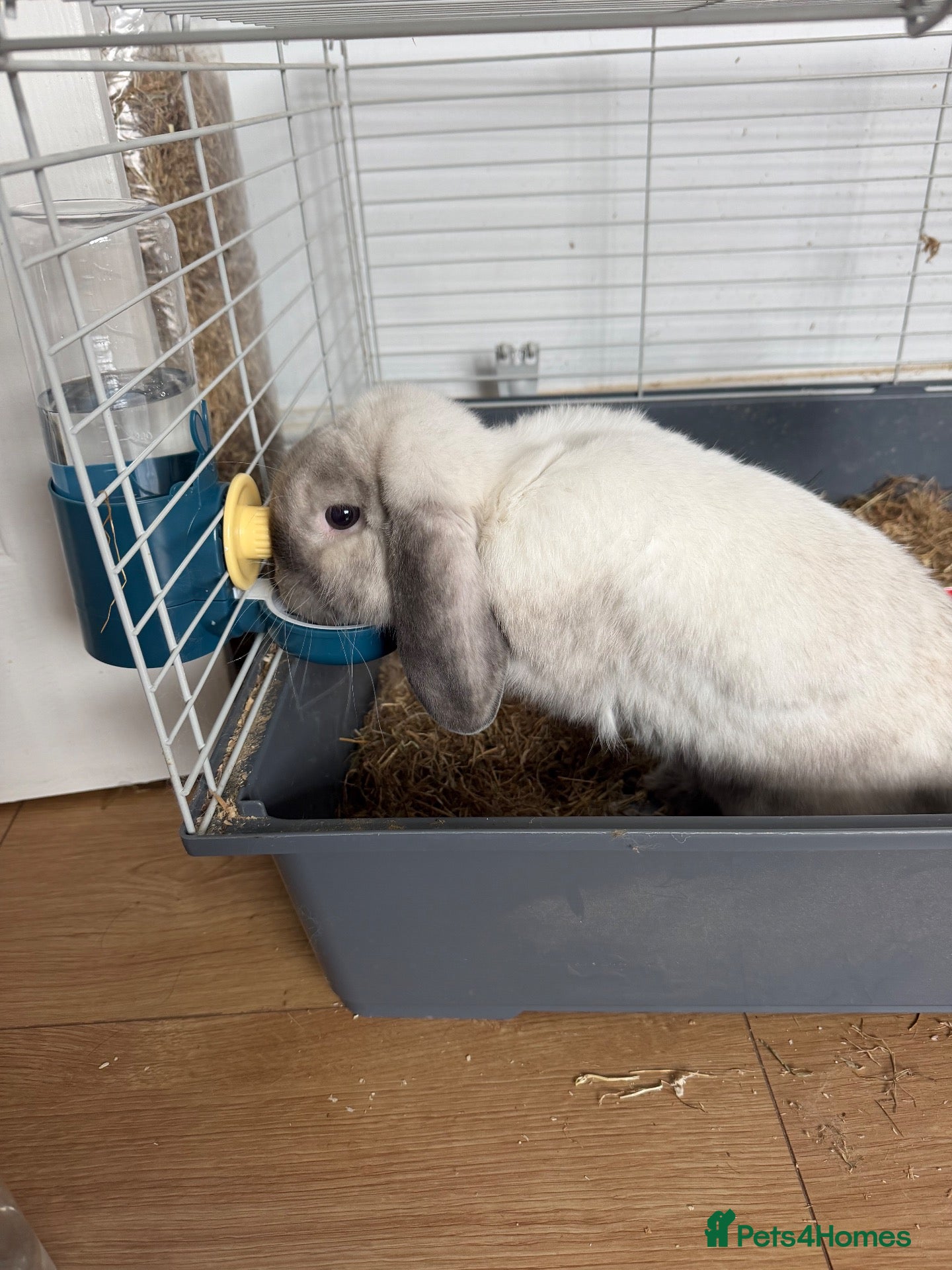 Mini Lop rabbits for sale: House rabbit for sale  - Advert 2
