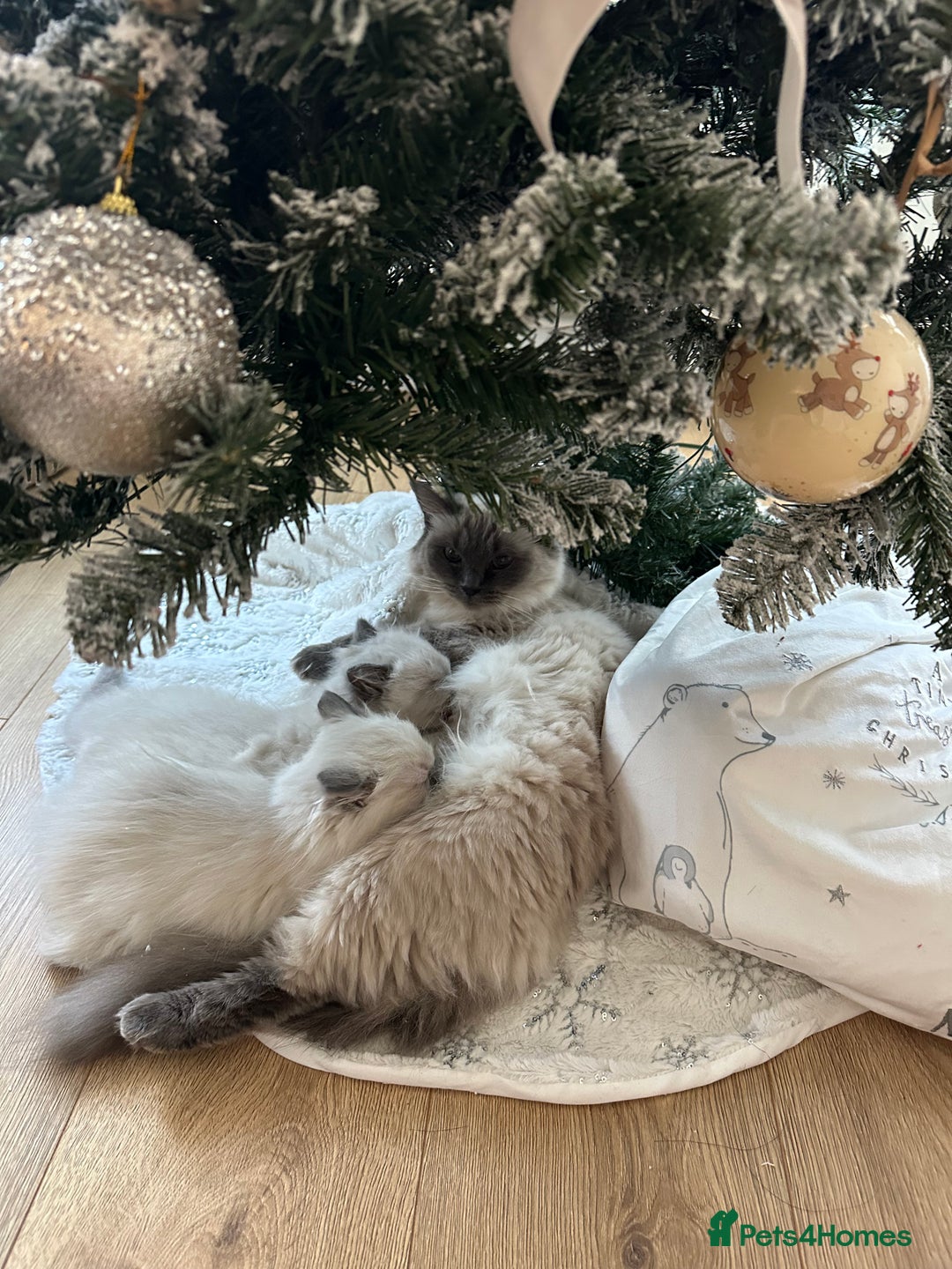 Ragdoll cats for sale: 2 PURE BRED CHAMPION LINE RAGDOLLS READY NOW - Advert 9