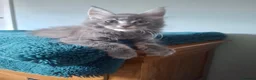 Maine Coon cats for sale: Tica registered Maine coon boy - Advert 6