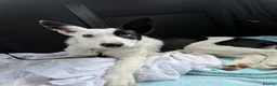 Border Collie dogs for sale: Skye  in Maidstone - Advert 3