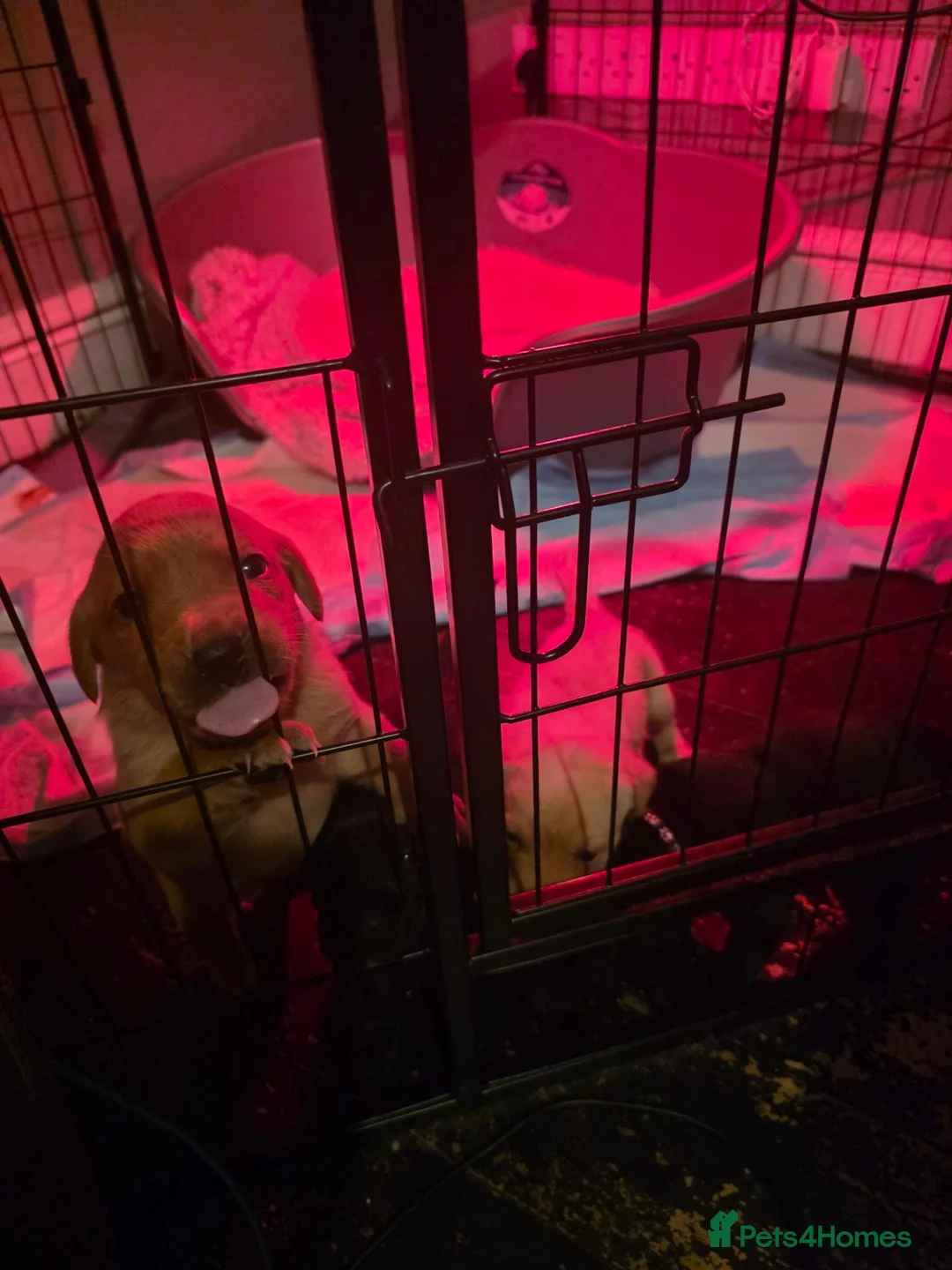 Labrador Retriever dogs for sale: 8 labrabdor puppies - Advert 23