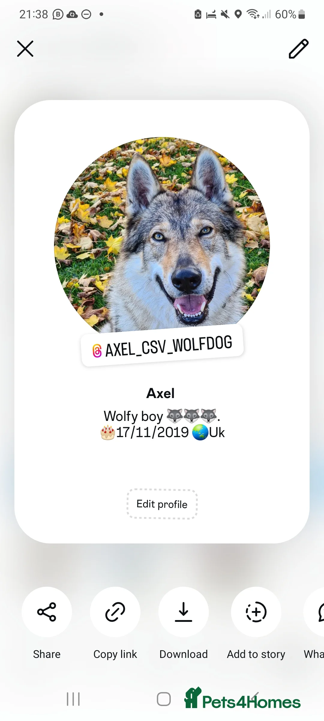 Saarloos Wolfdog dogs for stud: Stud Czechoslovakian wolfdog in Birmingham - Advert 9