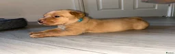 Labrador Retriever dogs for sale: 3 FoxRed Labrador Boys Available  - Advert 13