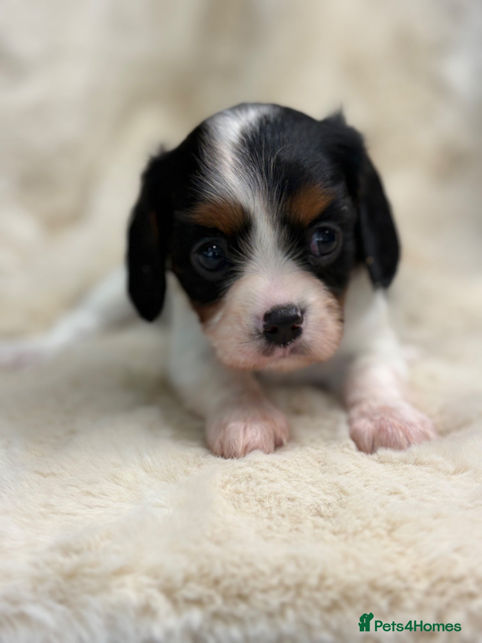 Cavalier King Charles Spaniel dogs for sale: Health tested cavalier pups  - Advert 8