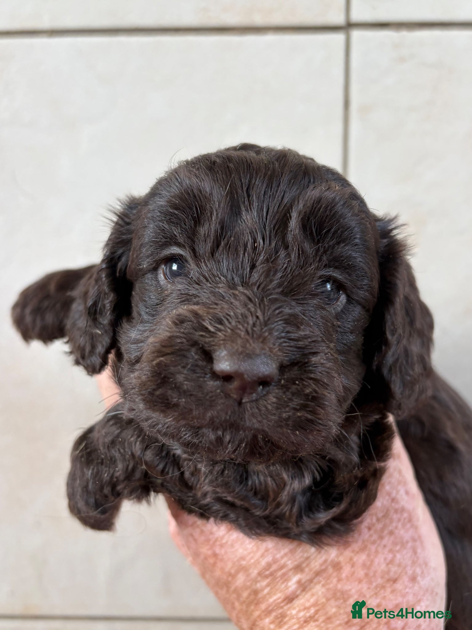 Cockapoo dogs Colourful f1 Cockapoo Pups - Advert 2