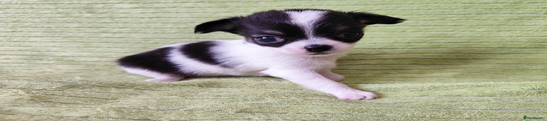 Chihuahua Puppy 2