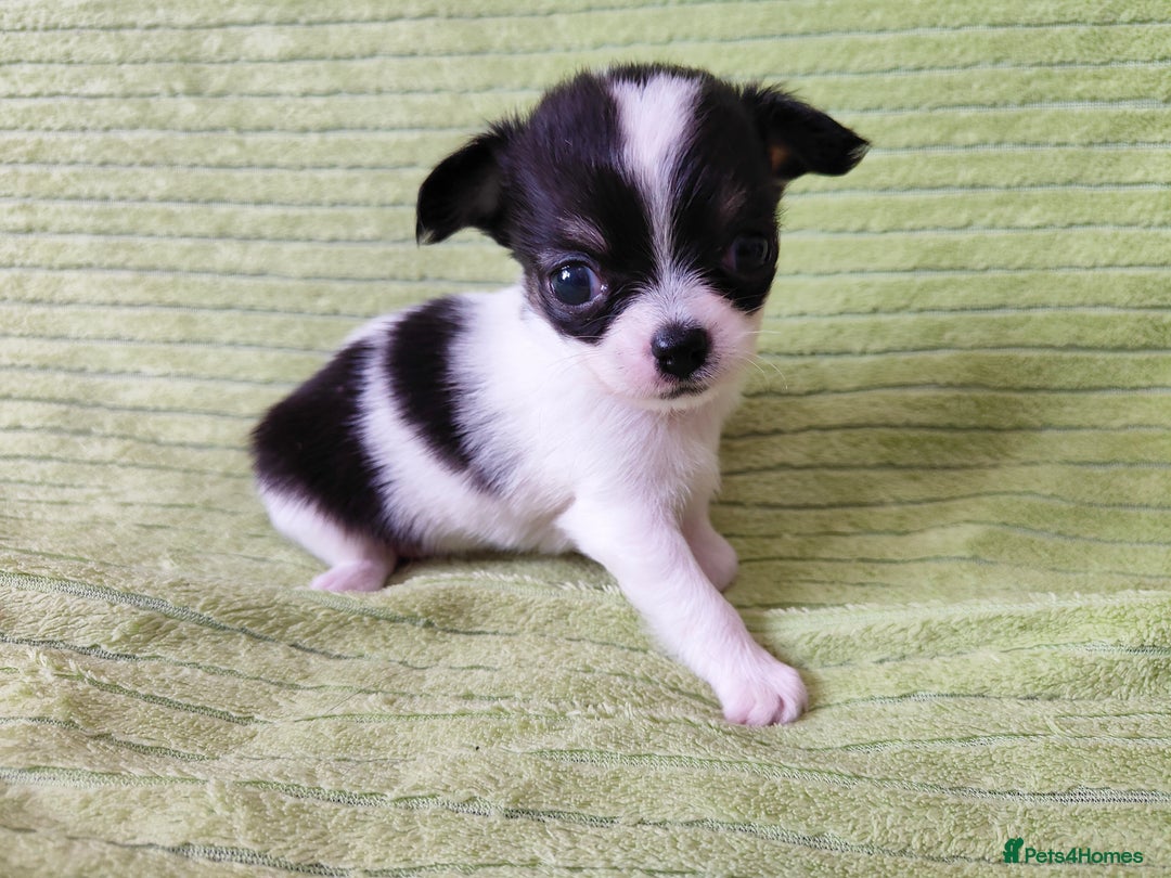 Chihuahua dogs for sale: Amazing Quality Long Coat Chihuahua puppies - Image 18