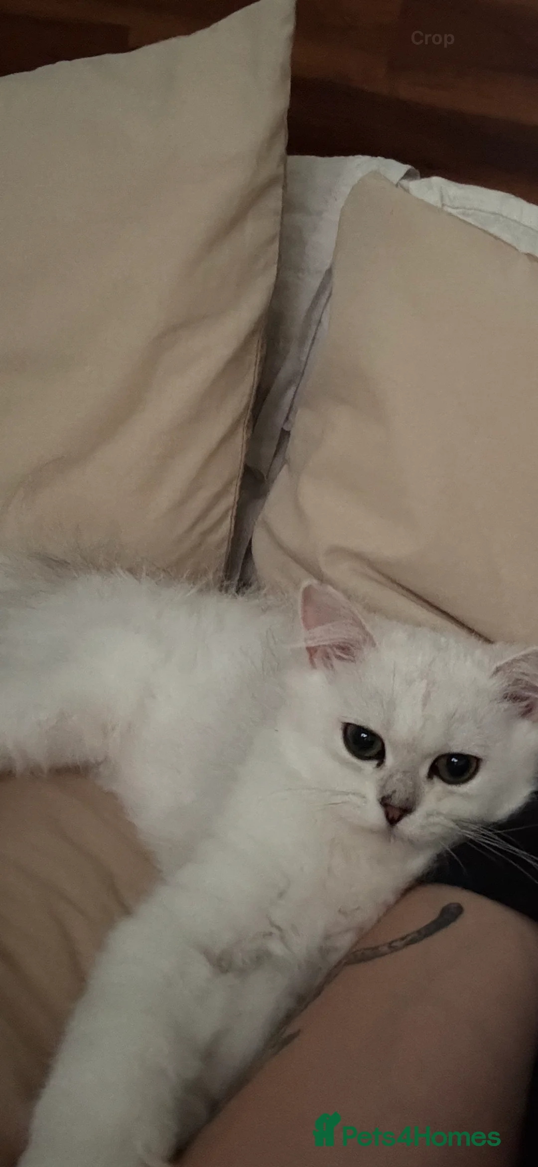 British Longhair cats for sale: British longhair  - Advert 3