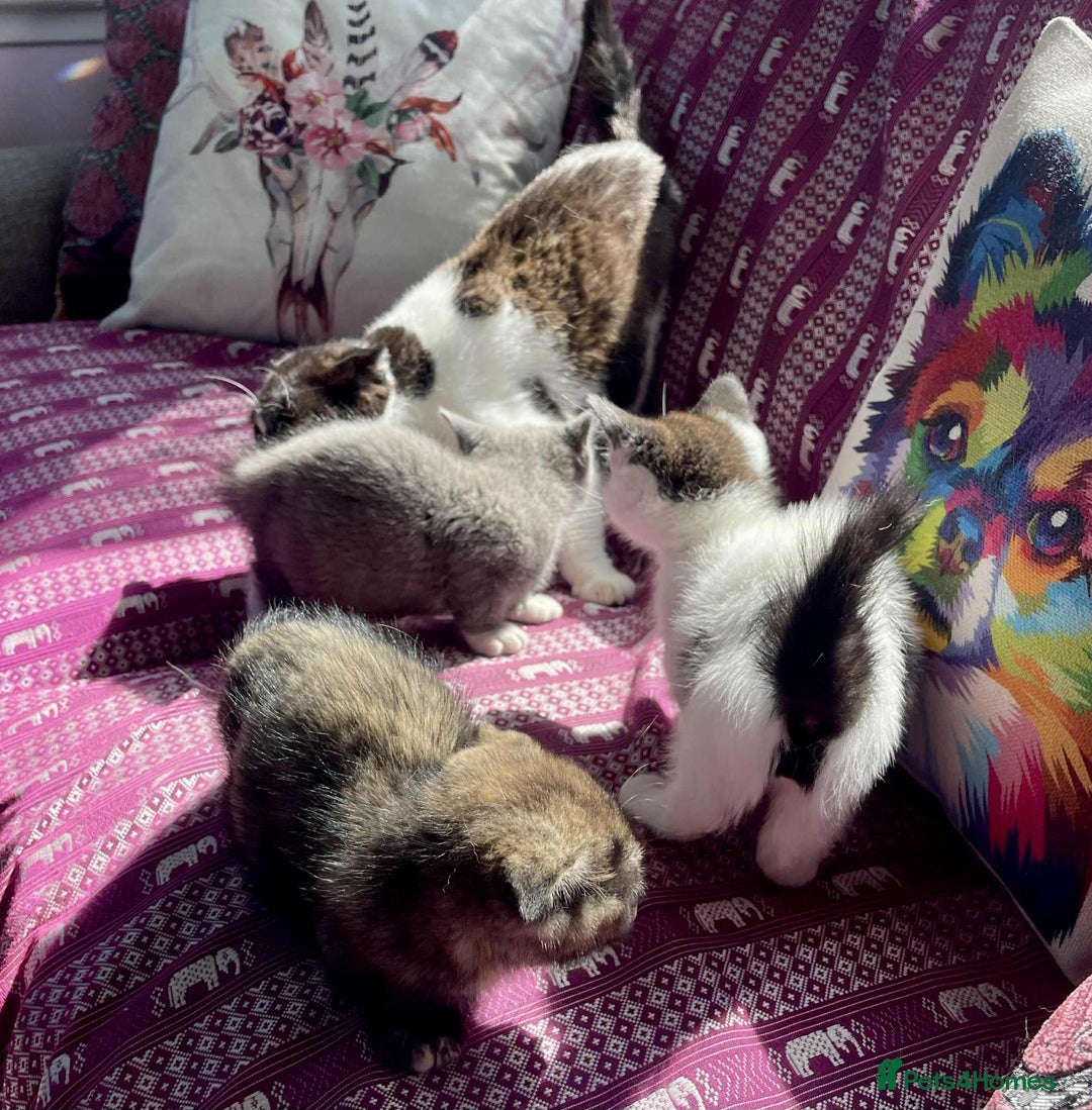 Munchkin cats for sale: Munchkin x Scottish Fold - Image 29