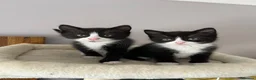 Mixed Breed cats for sale: 2 beautiful sisters looking for their forever home - Advert 5