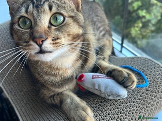 Domestic Shorthair cats 15 month old male tabby cat - Advert 1