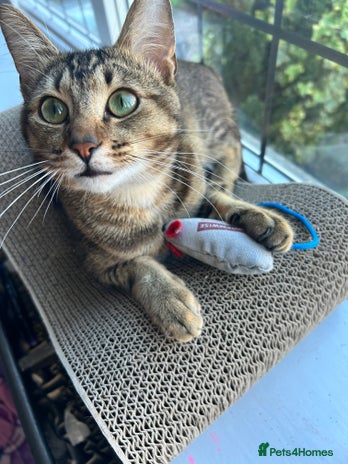 Domestic Shorthair cats 15 month old male tabby cat - Advert 1