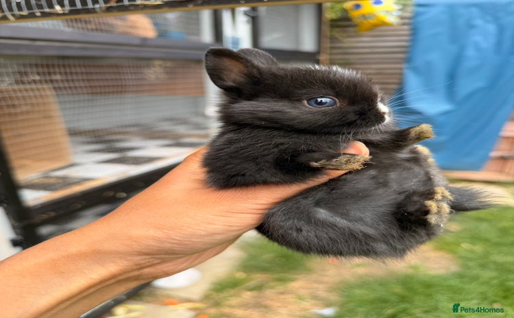Netherland Dwarf rabbits - Advert 1