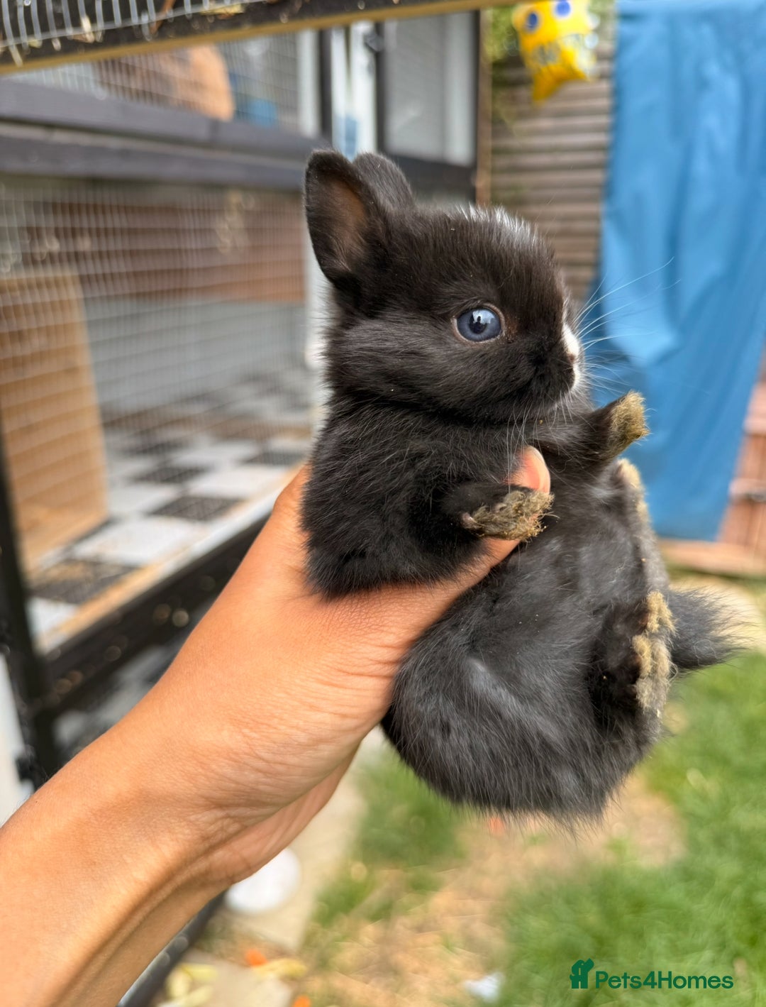 Netherland Dwarf rabbits for sale: •AVAILABLE• Pedigree Netherland Dwarf Baby BunnIes - Image 1