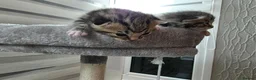 Mixed Breed cats for sale:  Two adorable boys looking for loving homes - Advert 2