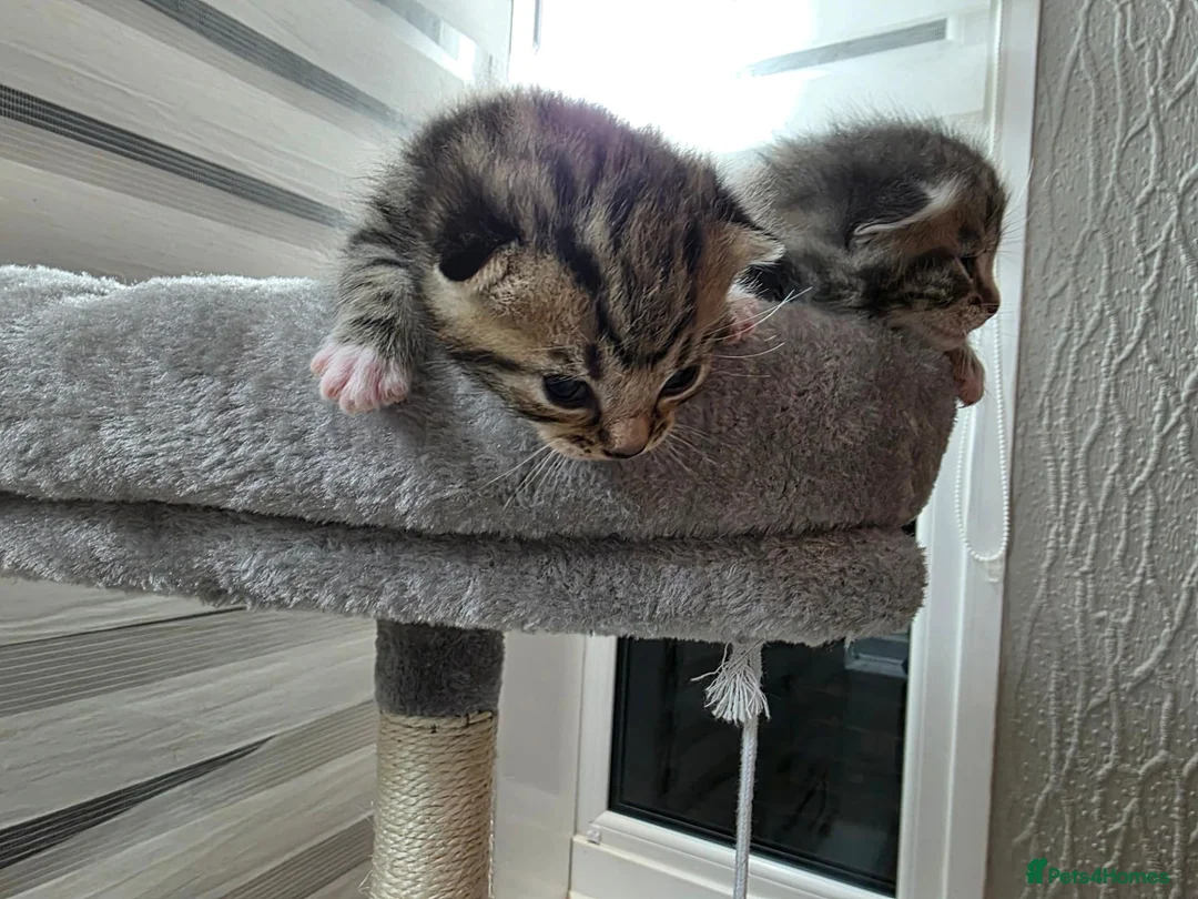 Mixed Breed cats for sale:  Two adorable boys looking for loving homes - Advert 2