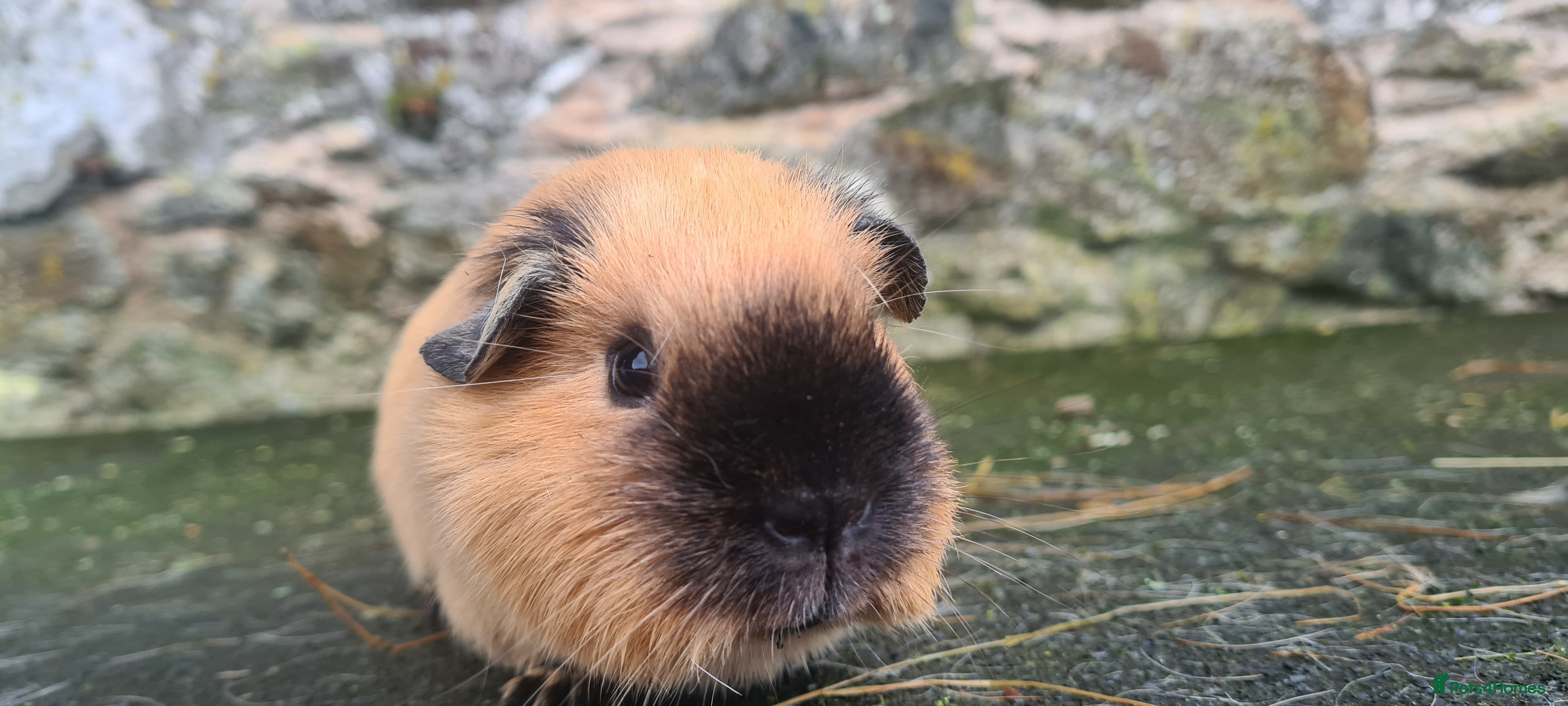Guinea Pig rodents Californian female guinea pig.  - Advert 17