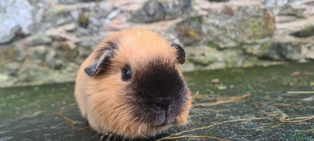 Guinea Pig rodents for sale: Californian female guinea pig.  - Advert 1