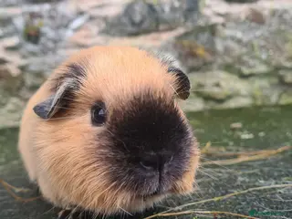 Guinea Pig rodents Californian female guinea pig. - Advert 1
