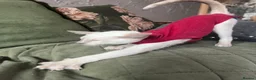 Siamese cats for sale: Pedigree GCCF Siamese kittens  in Knottingley - Advert 2