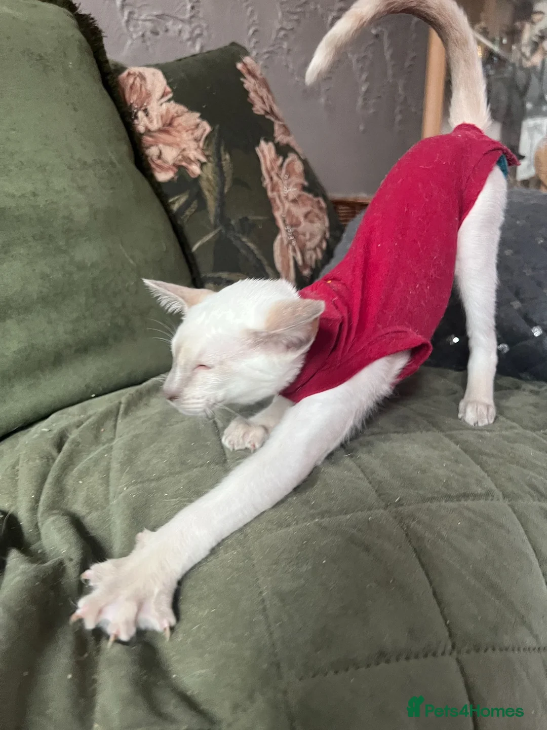 Siamese cats for sale: Pedigree GCCF Siamese kittens  in Knottingley - Advert 2